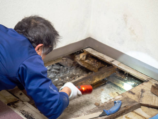 Certified Mold Removal in Wilderness Rim, WA