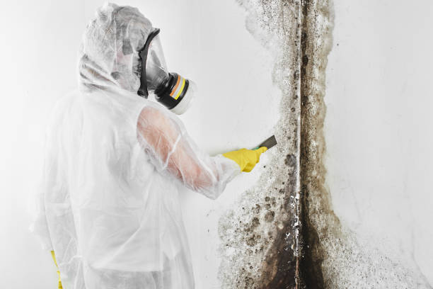 Best Mold Testing  in Wilderness Rim, WA