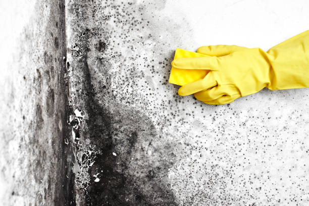 Best Mold Removal and Inspection  in Wilderness Rim, WA