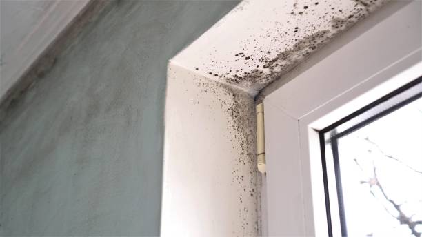 Best Commercial Mold Removal  in Wilderness Rim, WA