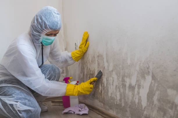 Best Mold Removal Company Near Me  in Wilderness Rim, WA