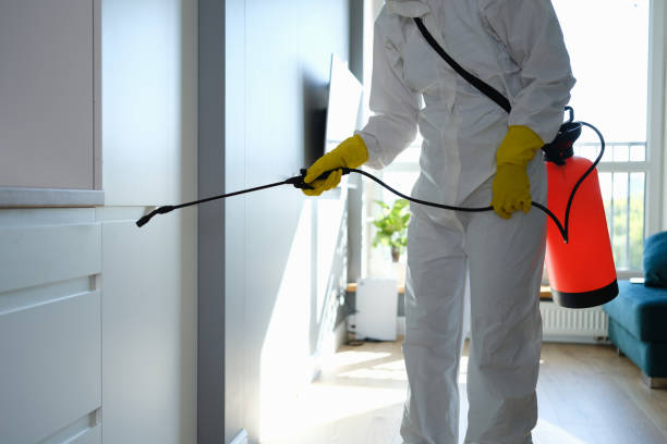 Best Affordable Mold Removal  in Wilderness Rim, WA