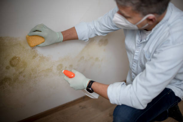 Best Residential Mold Removal  in Wilderness Rim, WA