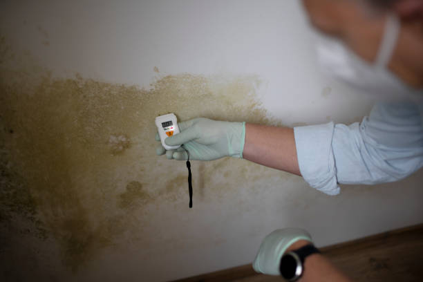 Best Same-Day Mold Removal  in Wilderness Rim, WA