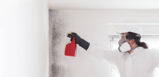 Best Mold Removal Specialists  in Wilderness Rim, WA