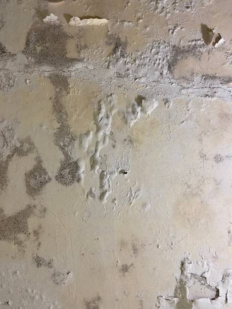 Wilderness Rim, WA Mold Removal Company