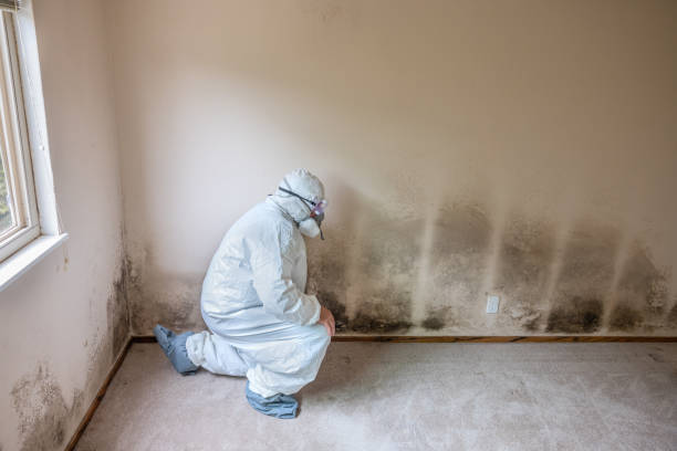 Best Local Mold Removal Service  in Wilderness Rim, WA