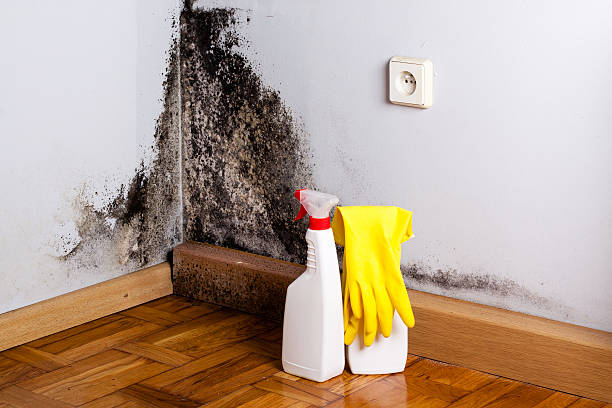 Best Emergency Mold Removal  in Wilderness Rim, WA