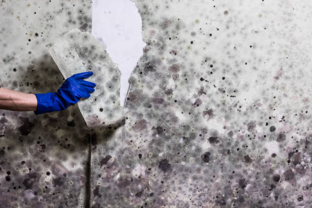 Best Fast Mold Removal  in Wilderness Rim, WA