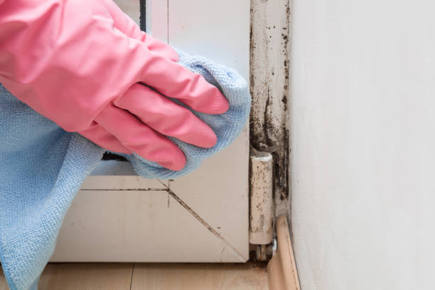 Best Mold Damage Repair  in Wilderness Rim, WA
