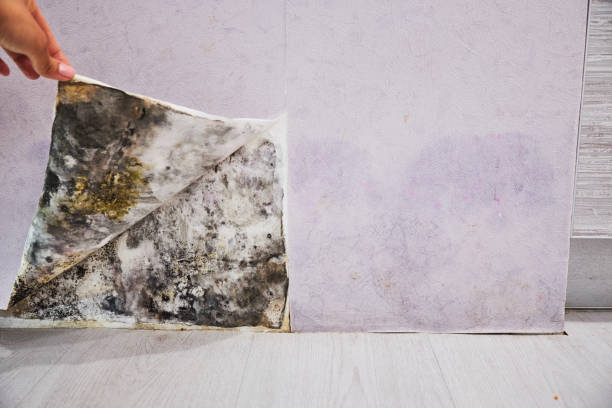 Best Mold Removal Near Me  in Wilderness Rim, WA
